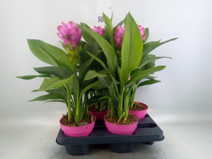 <h4>Curcuma alism. 'Siam Sanna'</h4>