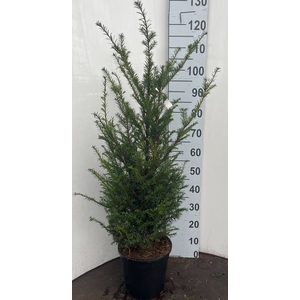 Taxus baccata