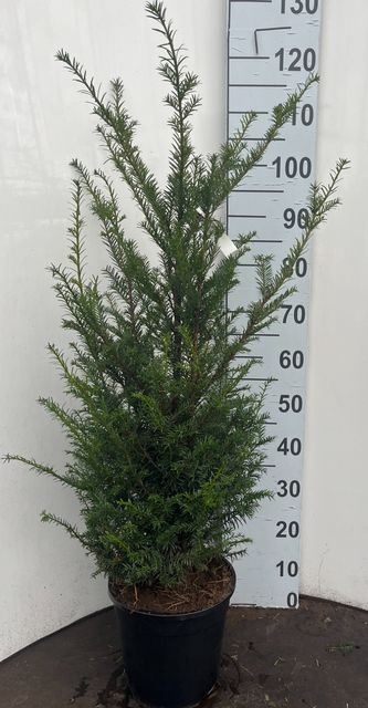 <h4>Taxus baccata</h4>