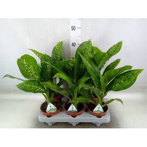 Dieffenbachia