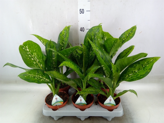 <h4>Dieffenbachia</h4>