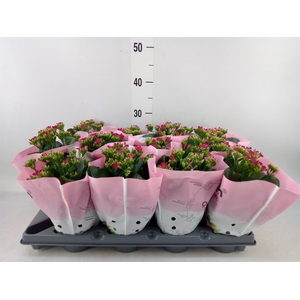 Kalanchoe   ...