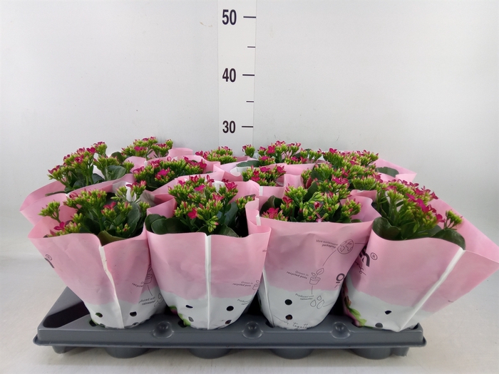 Kalanchoe   ...