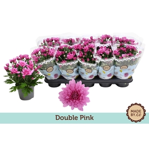 Chrysant Double Pink