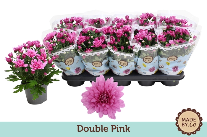<h4>Chrysant Double Pink</h4>