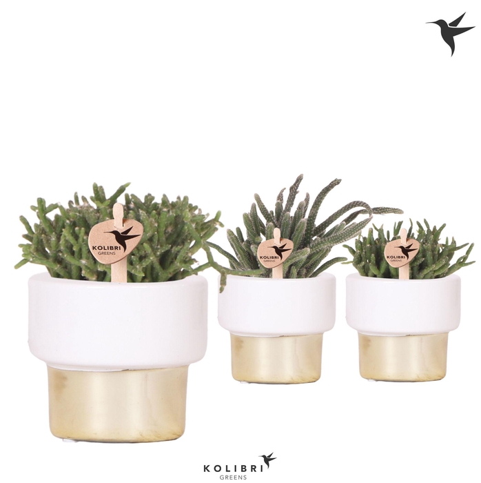 <h4>Kolibri Greens Rhipsalis mix in Lush pot gold</h4>