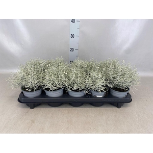LEUCOPHYTA BROWNII ZWAAR XXL
