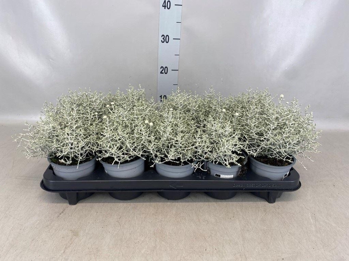 <h4>LEUCOPHYTA BROWNII ZWAAR XXL</h4>