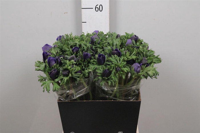 <h4>Anem Co Galil Blauw</h4>