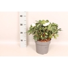 Helleborus Mont Blanc