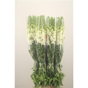 Antirrhinum Fr. White Ex