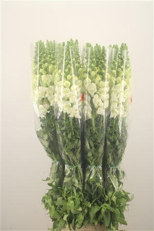 <h4>Antirrhinum Fr. White Ex</h4>