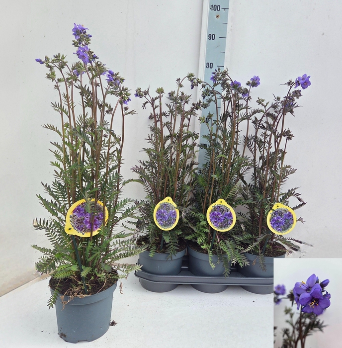 <h4>POLEM REPTANS</h4>