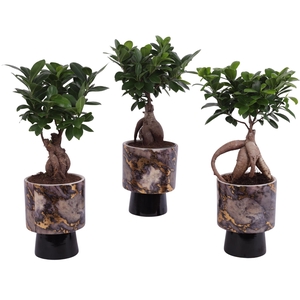 Ficus m. Ginseng Ball Shape Ø12cm in Ø14cm Ceramic PL672