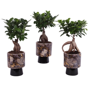Ficus m. Ginseng Ball Shape Ø12cm in Ø14cm Ceramic PL672