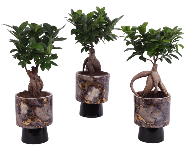 <h4>Ficus m. Ginseng Ball Shape Ø12cm in Ø14cm Ceramic PL672</h4>