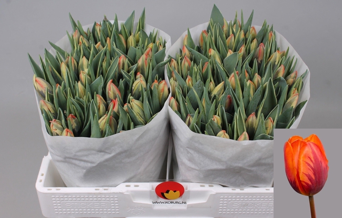 <h4>Tu En Fire Queen</h4>