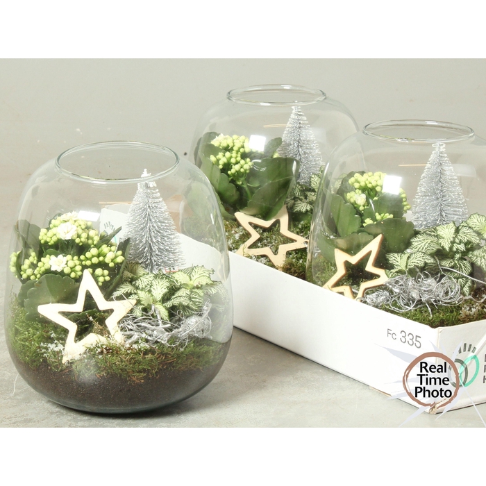 <h4>Kalanchoe Plant Arr 19Ø 20cm</h4>