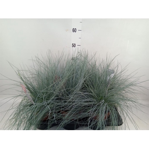 Festuca glauca 'Intens Blue'