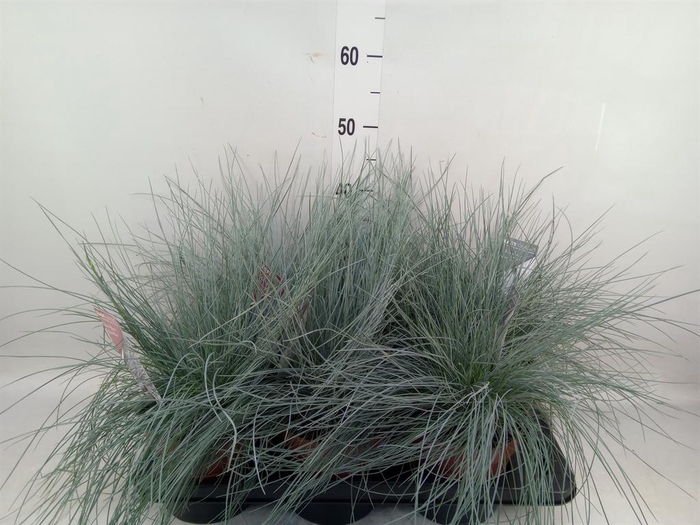 Festuca glauca 'Intens Blue'