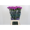 Dianthus St Florigene Moonlite