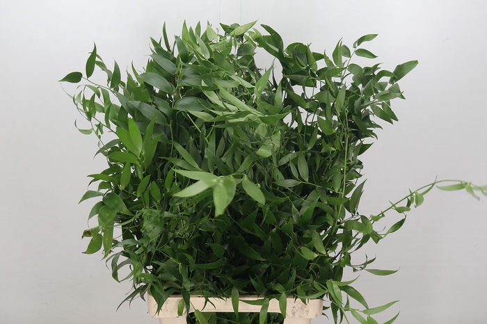 Ruscus Italia Medium