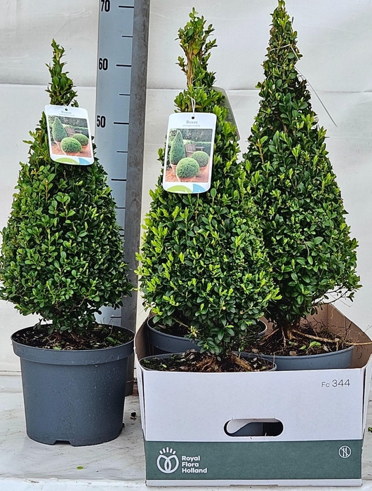 <h4>BUXU SE PYRAMIDALIS</h4>