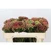 Kaaps Groen Red Brunia Medium