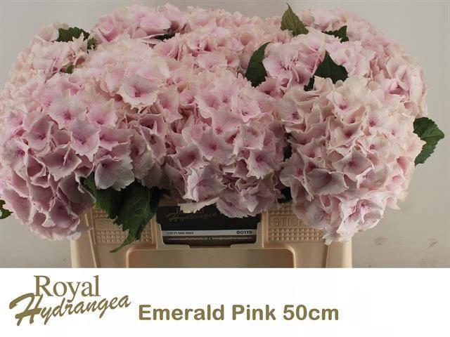 <h4>HYDR M MAG EMERALD</h4>