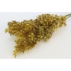 Bunch Ruscus Preserved 5 Pcs Glitter L65