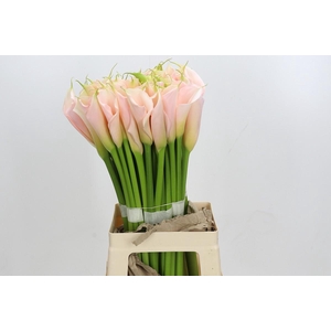 Zantedeschia Eydolls Salmon