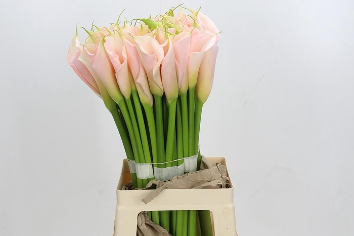 <h4>Zantedeschia Eydolls Salmon</h4>