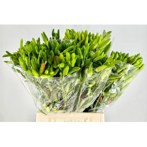 Pepers Paprika Green P Bunch