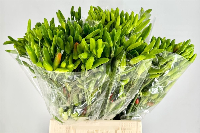 <h4>Pepers Paprika Green P Bunch</h4>