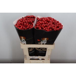 Snijgroen Snijbloemen Klb H