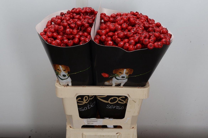 <h4>Snijgroen Snijbloemen Klb H</h4>