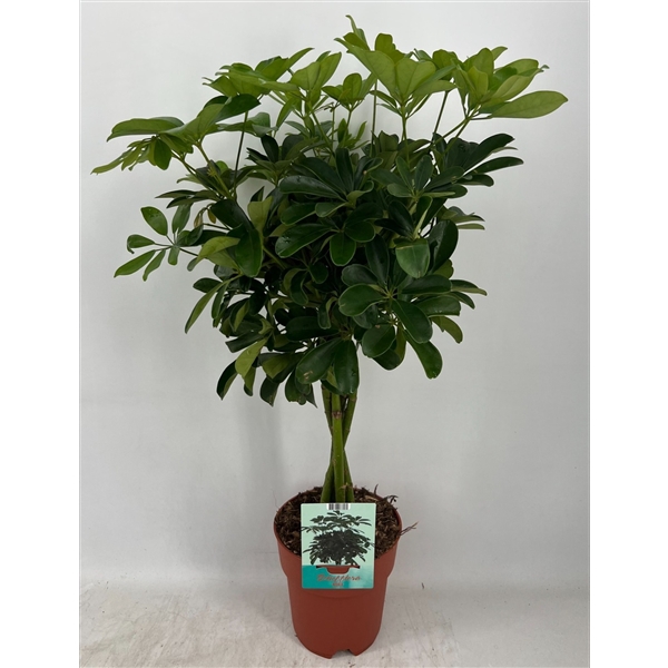 <h4>Schefflera Compacta gevlochten stam</h4>