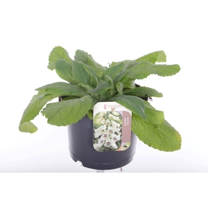 Digitalis purpurea William White