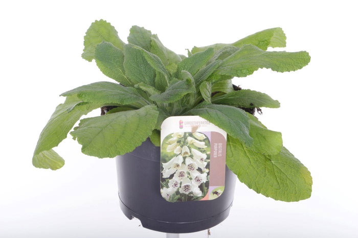 <h4>Digitalis purpurea William White</h4>