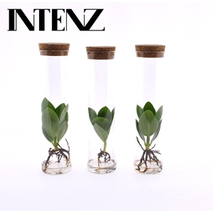 Clusia rosea Princess