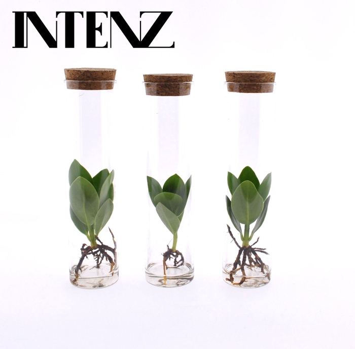 <h4>Clusia rosea Princess</h4>