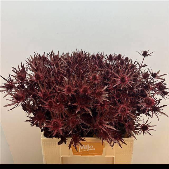 <h4>ERYN PL OV KLB H%</h4>