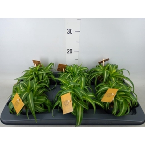 Chlorophytum com. 'Bonnie'