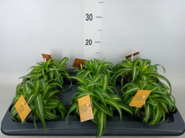 <h4>Chlorophytum com. 'Bonnie'</h4>