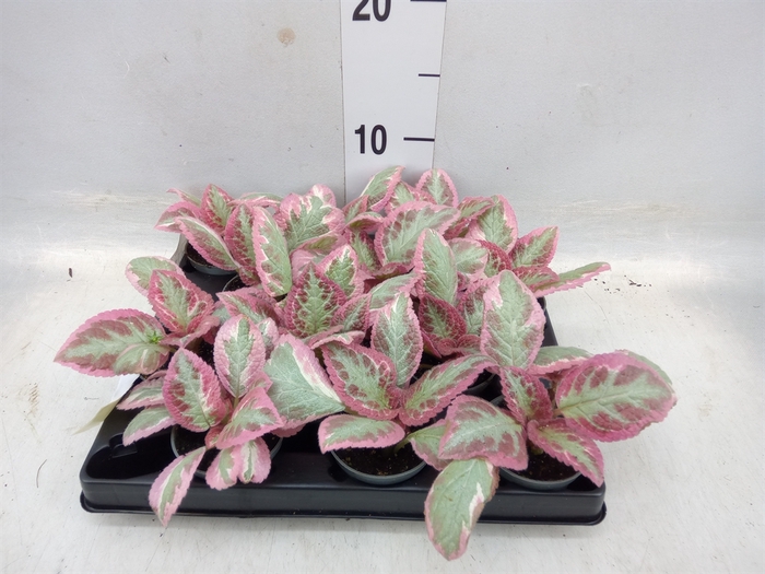 <h4>Episcia   ...</h4>