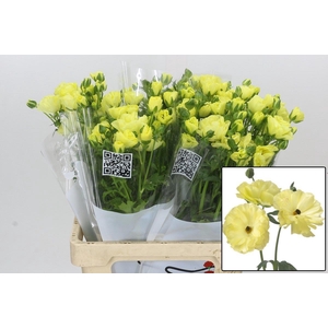 RAN BUTTERFLY HELIOS