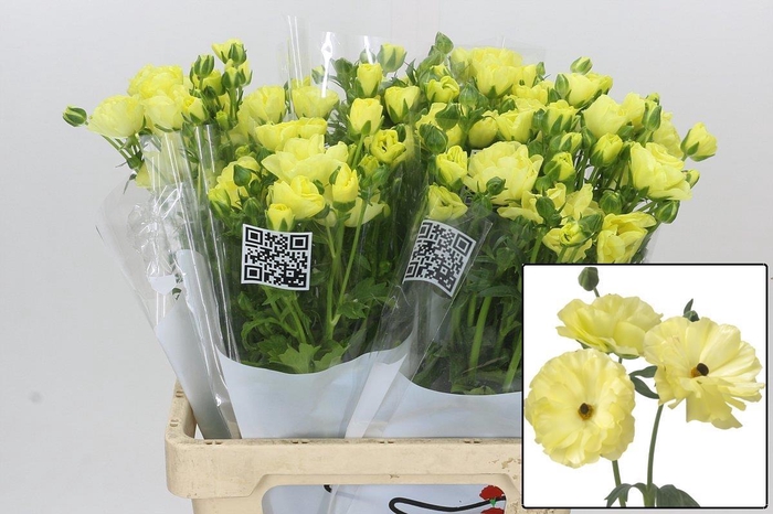 <h4>RAN BUTTERFLY HELIOS</h4>