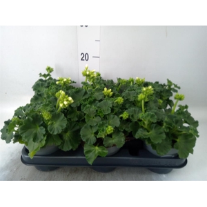 Pelargonium zona.   ...F1