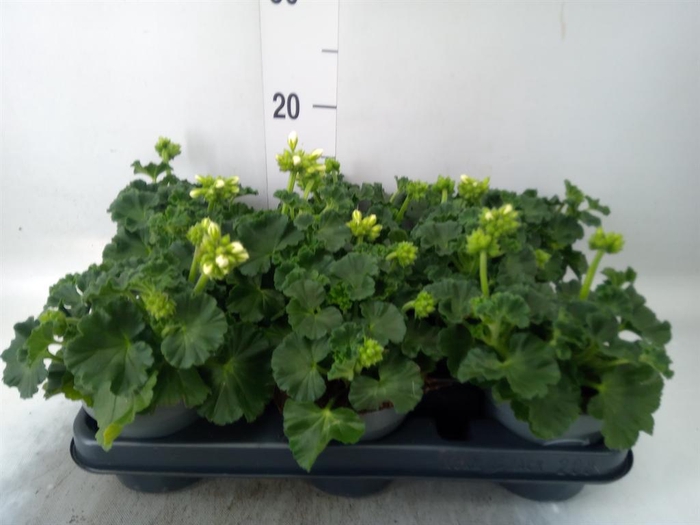 <h4>Pelargonium zona.   ...F1</h4>