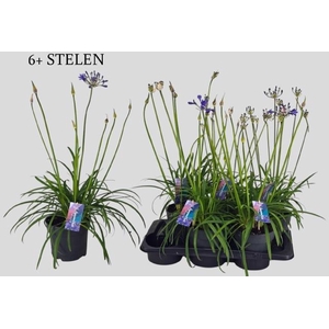 AGAPA BRILLIANT BLUE